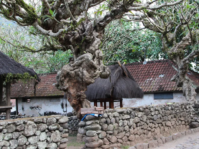 Wisata Searah Desa Tenganan Pegringsingan