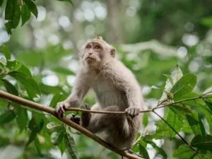 Tempat Wisata Hutan Kera di Bali