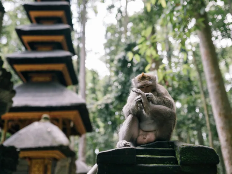 6 Tempat Wisata di Sekitar Ubud Bali